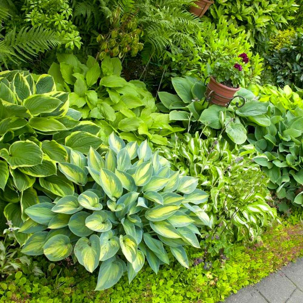 Hosta Mix